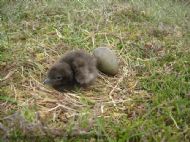 Acrtic Skua breeding population